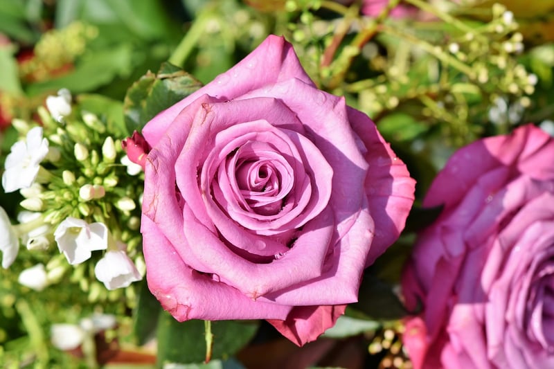 Rose Garden